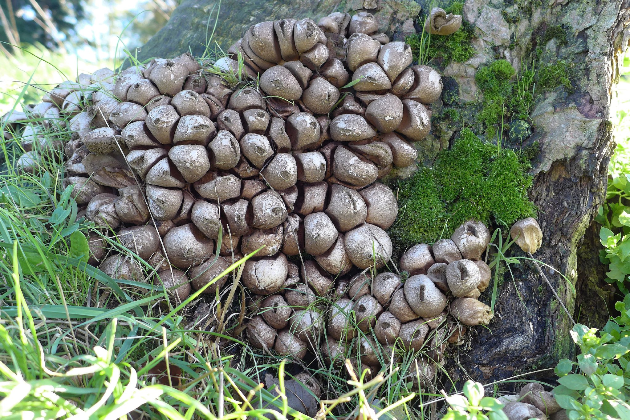 Stump Puffball Lycoperdon Pyriforme